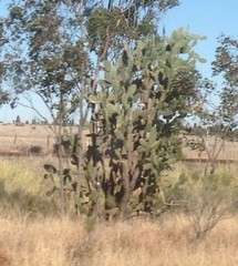 IMG_0235(2)