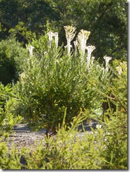 P1040445