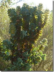 P1040446