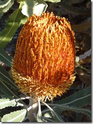 P1040451