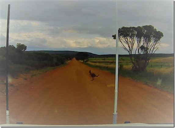 Roo Crossing (2)