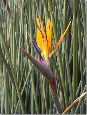 P1060636