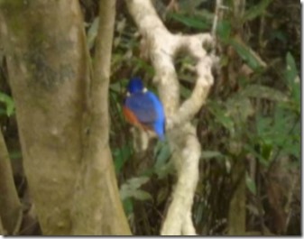 Sacred Kingfisher 2