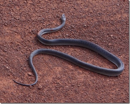 Snake 1