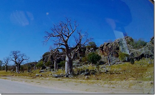 Boab Grove