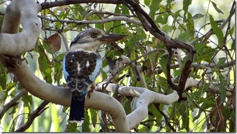 Northern Kookaburra